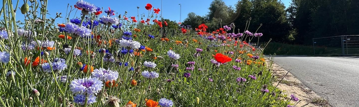 Vi etablerer grønne områder med vilde blomster i Aarhus kommune. For at passe på vores natur og fremme biodiversitet.