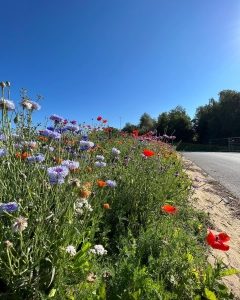 Vi etablerer grønne områder med vilde blomster i Aarhus kommune. For at passe på vores natur og fremme biodiversitet.