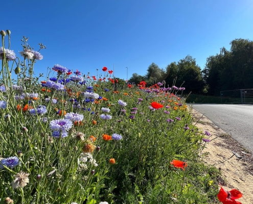 Vi etablerer grønne områder med vilde blomster i Aarhus kommune. For at passe på vores natur og fremme biodiversitet.