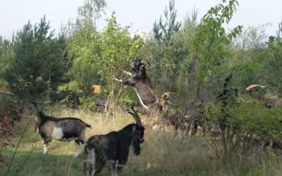 GEDEBUKKE OPRETHOLDER STEPPE-NATUR VED RØDBYHAVN