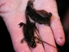 salamander-4