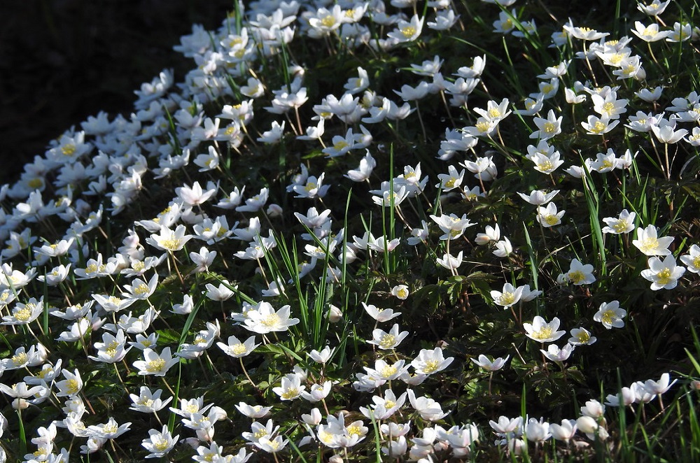 In oude hakhoutbossen kan de bosanemoon grote dichtheden halen.