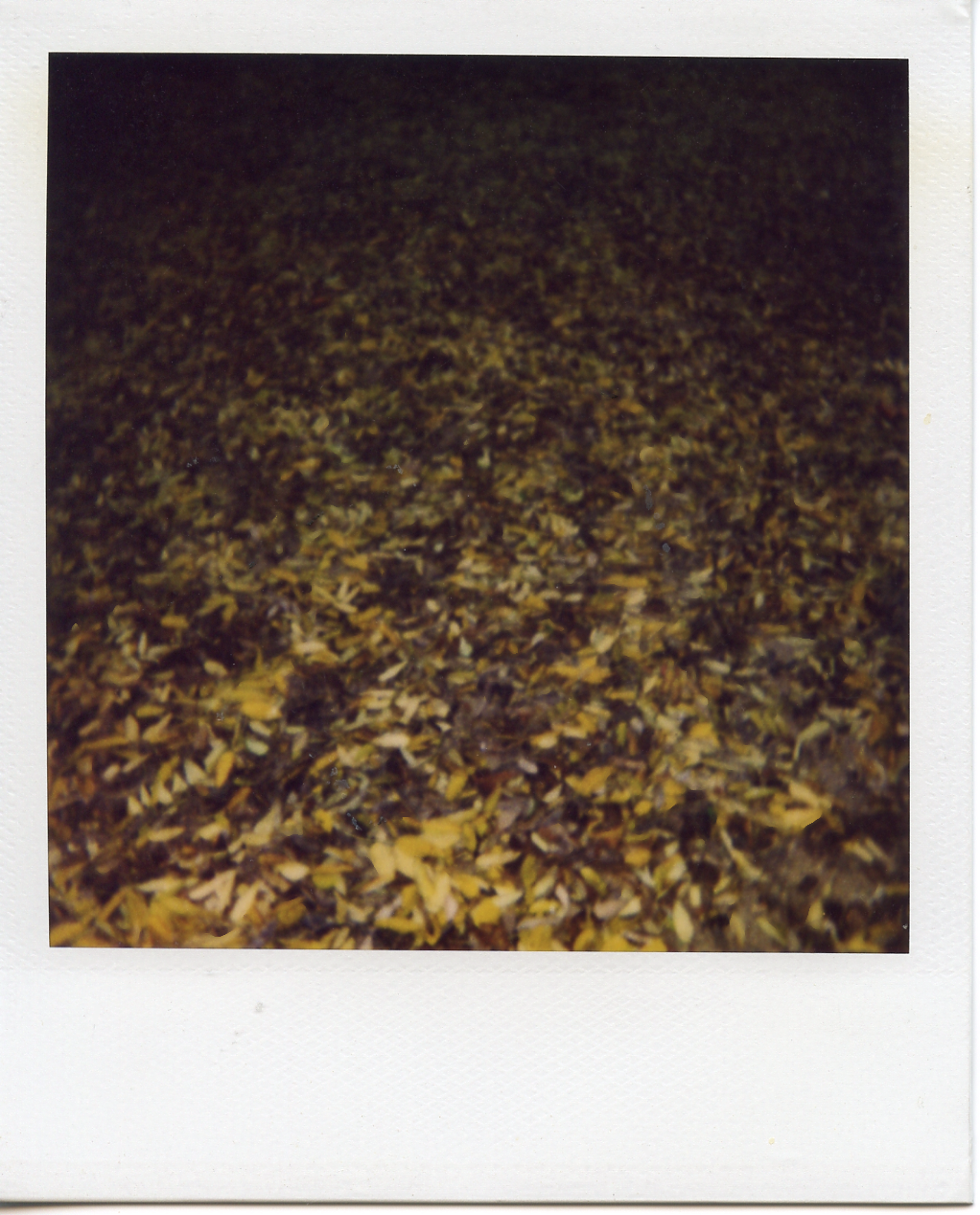 Leaves in the fall, Champs de Mars, Paris.