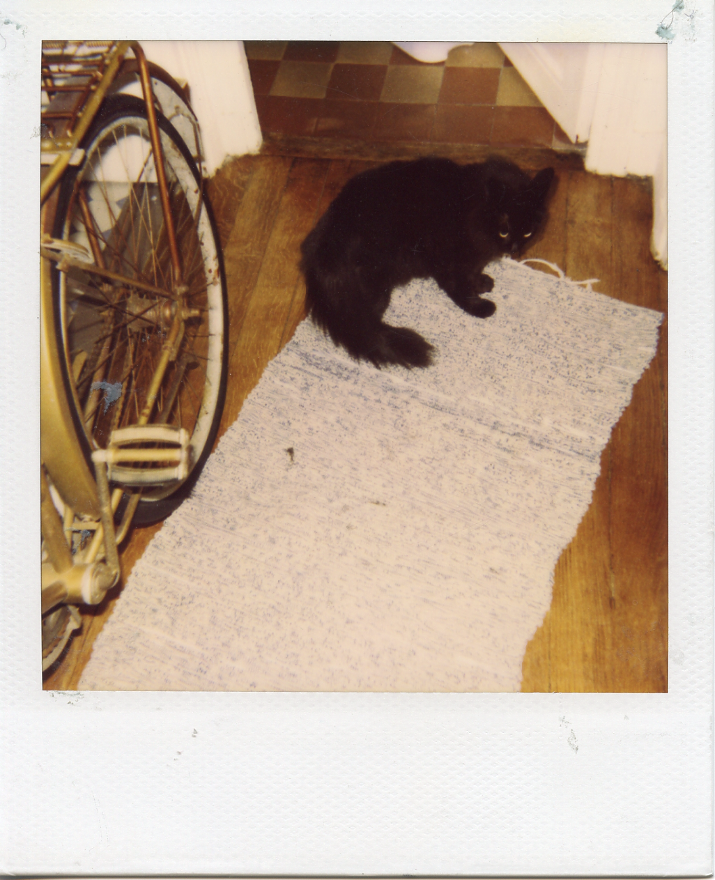 Ophelia and my gold bike, my apartment, Paris.
