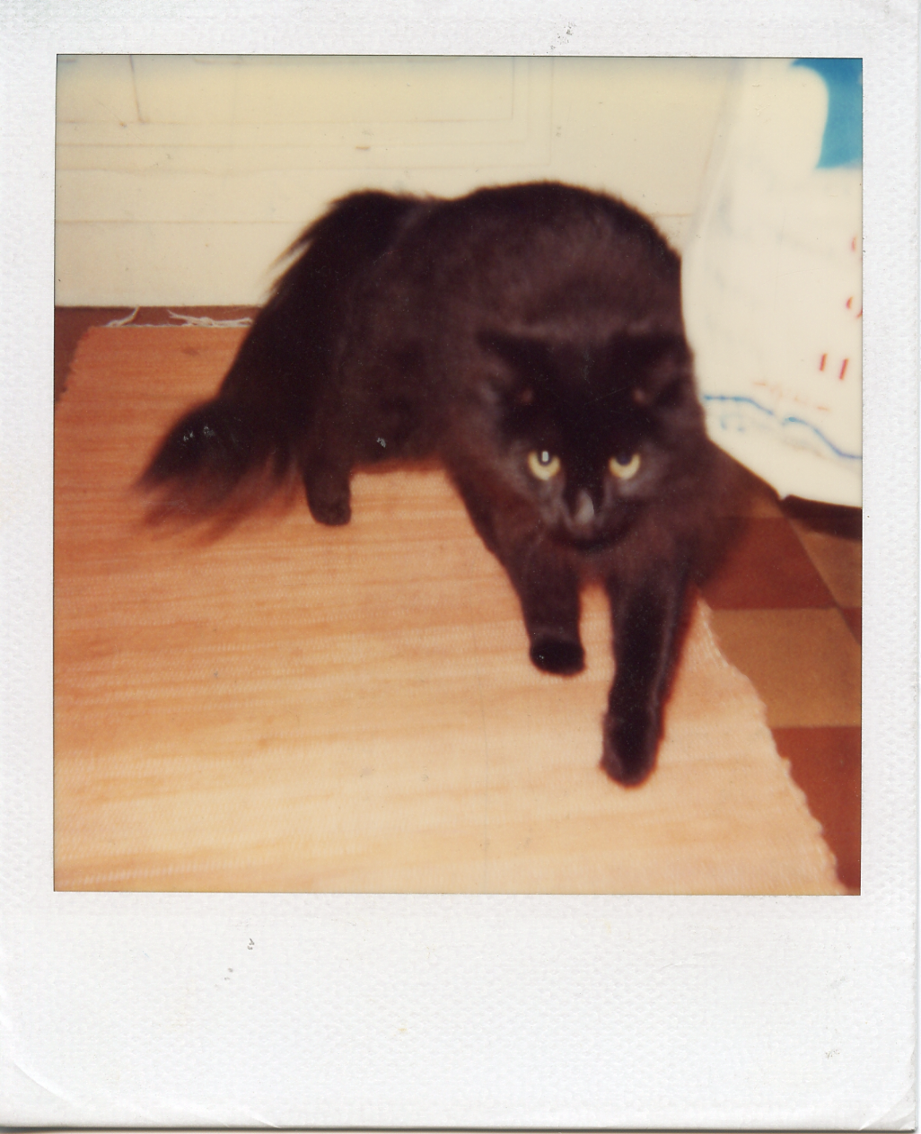 Ophelia, at home, Paris. 
