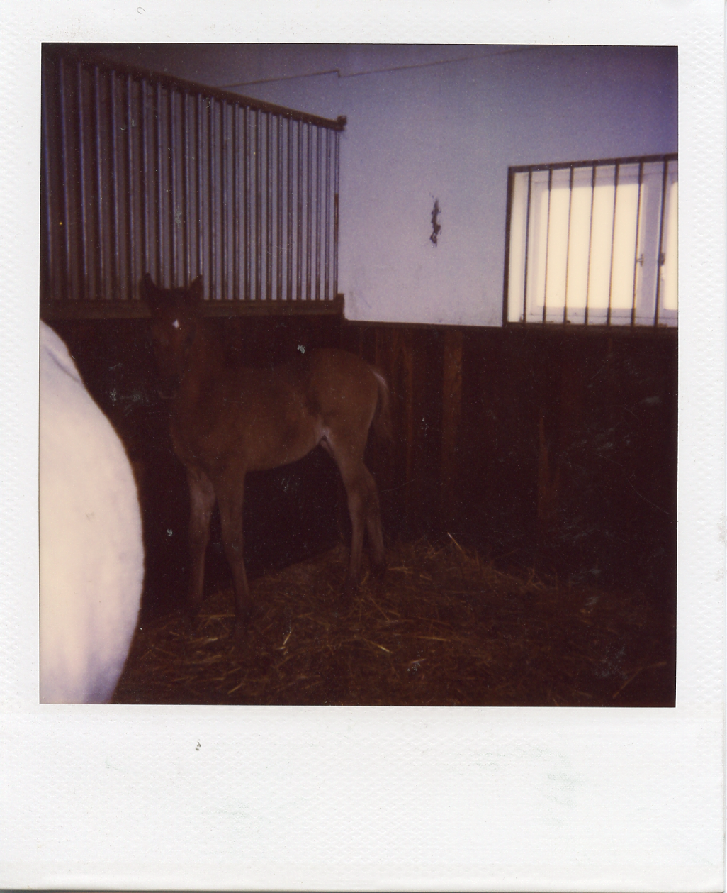 Baby horse, Onsala.
