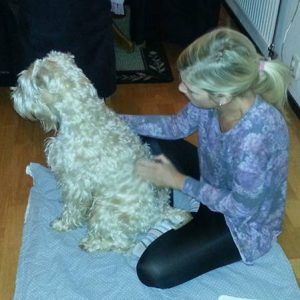 Friskvård hundmassage