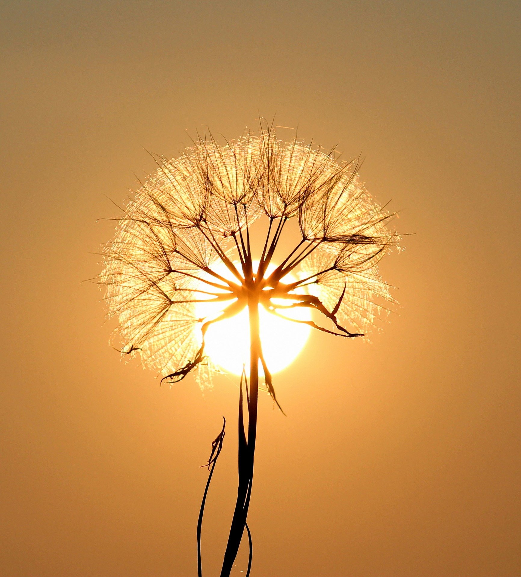 Dandelion framed with setting sun