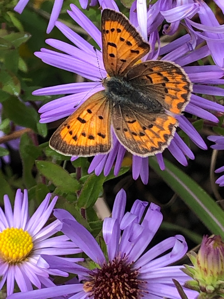 Purple aster with butterfly 