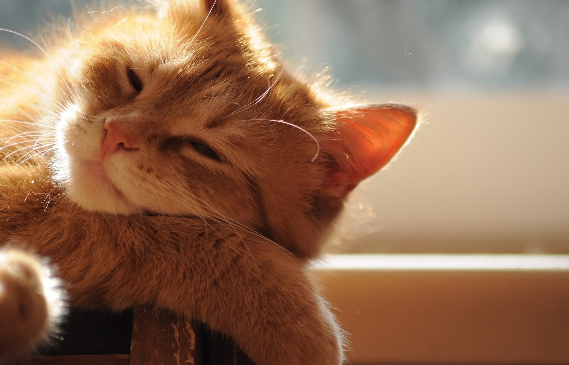 Ginger cat basking in sun