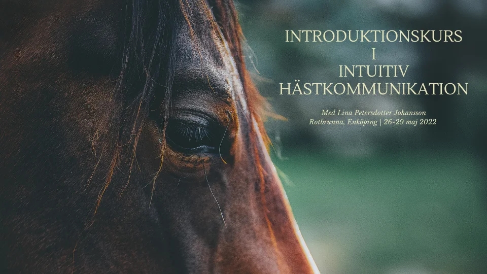 Introduktionskurs i intuitiv hästkommunikation