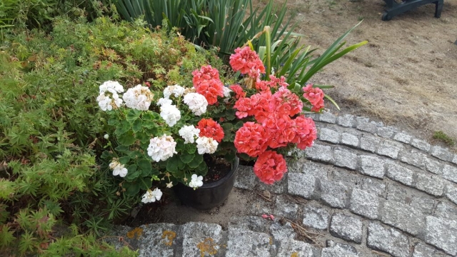 Pelargonier