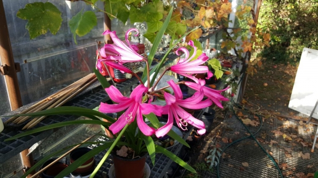 Nerine