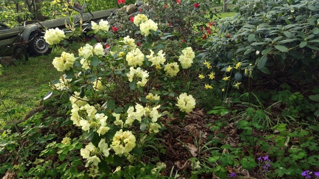 Gul rhododendron