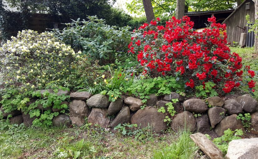 ► Rhododendron navneliste