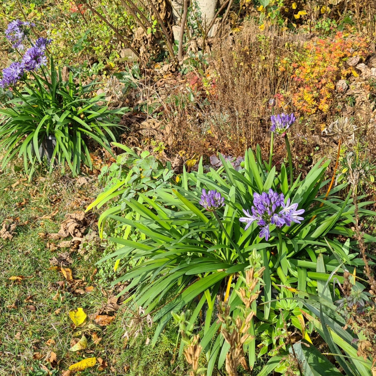 Agapanthus