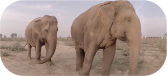 Real images - Agra, India