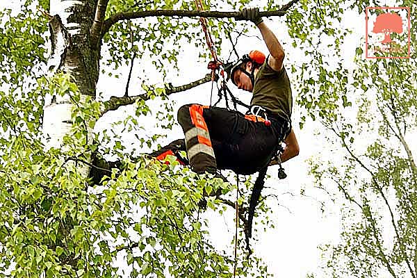 Arborist i Skåne - Heartwood