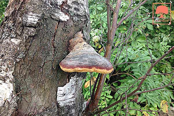 HEARTWOOD | ISA-certifierad arborist | Föredrag - trädvård, trädbeskärning, trädsjukdomar