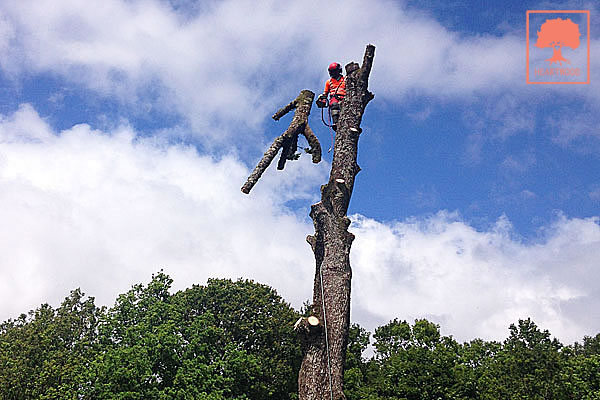 HEARTWOOD | ISA-certifierad arborist | Trädfällning