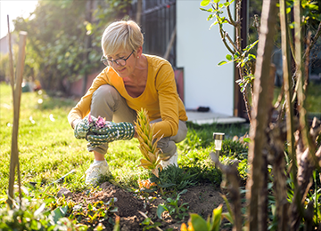 In this photo, a senior is crouched down, holding a plant that they are about place in the ground. It is being used to illustrate that patients can get back to enjoying the activities they used to as a benefit of private hernia surgery.
