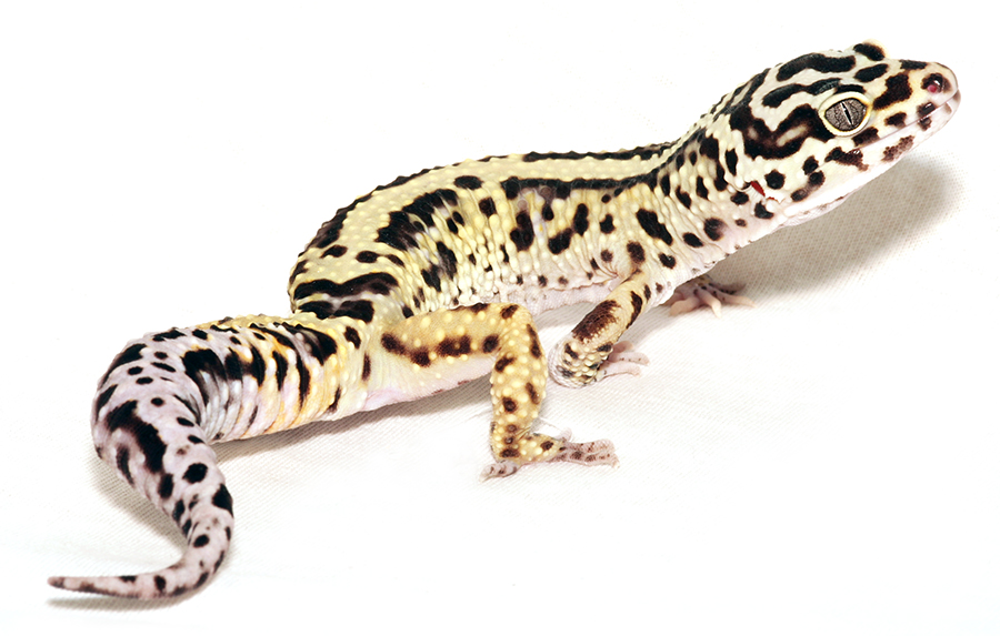Leopardgekko – Norsk Herpetologisk Forening