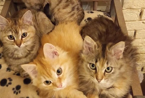 Opvanggezinnen gezocht voor kittens