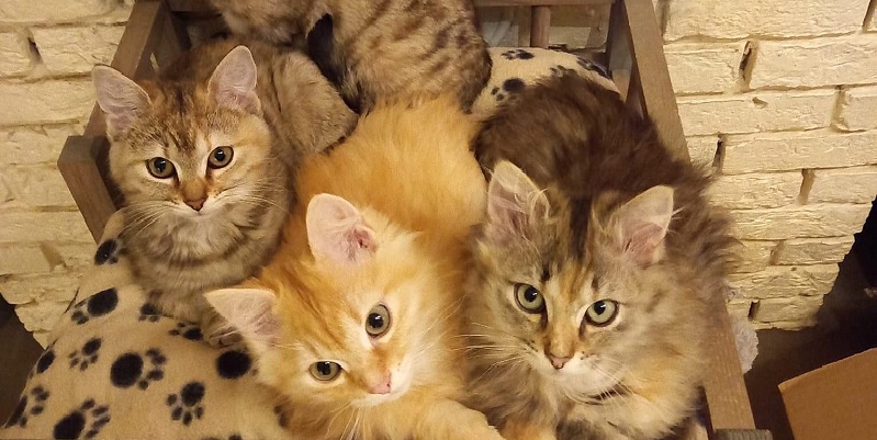 Opvanggezinnen gezocht voor kittens