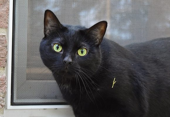 Bagheera