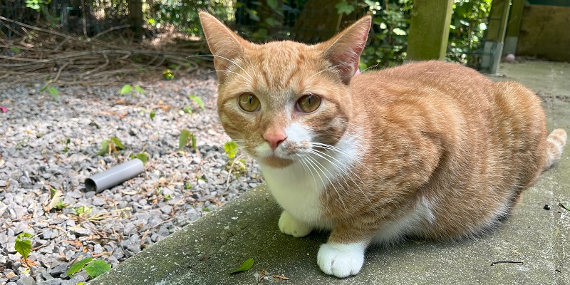 Garfield & Ginger