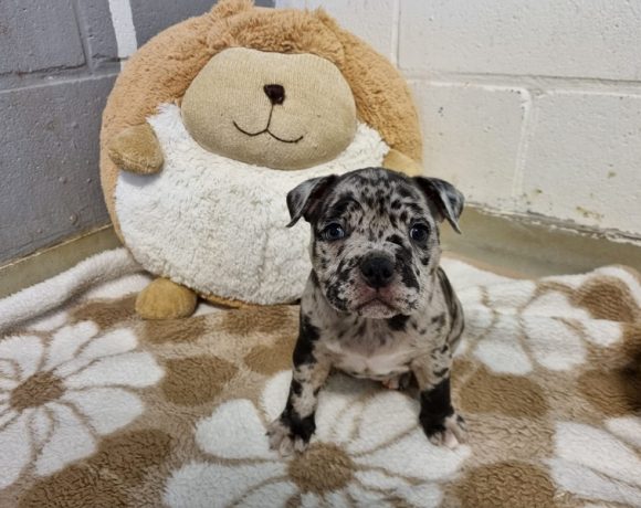 Pocket Bully pups