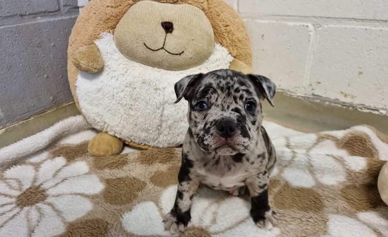 Pocket Bully pups