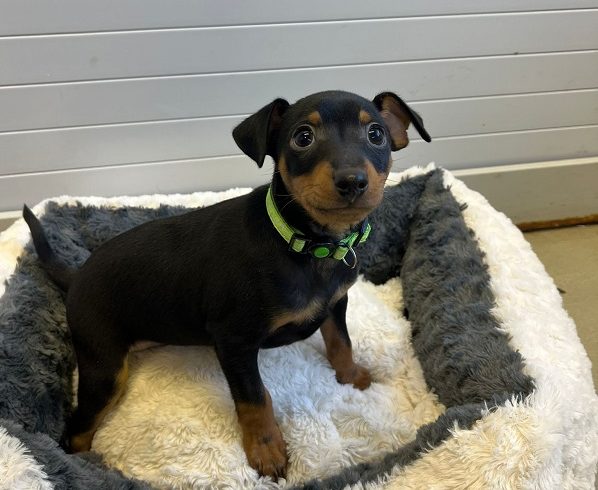 Pinscher pups