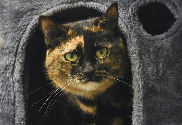 Tortie