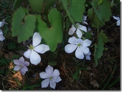 DSCF2703