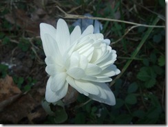 DSCF2704