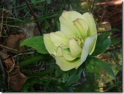 DSCF2705