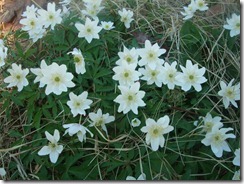 DSCF2710