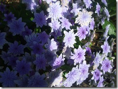 DSCF2712