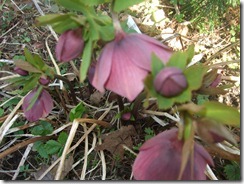 DSCF2714