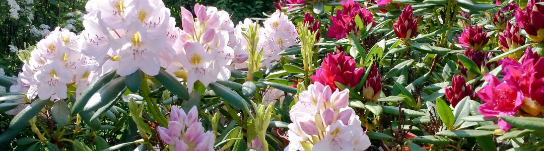 rhododendron_henrik