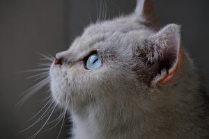gratis bilder,stockbilder,pixabay,pexels,burst,stockfotografi,kommersiell bruk,cc0,creative commons,høy-kvalitets bilder