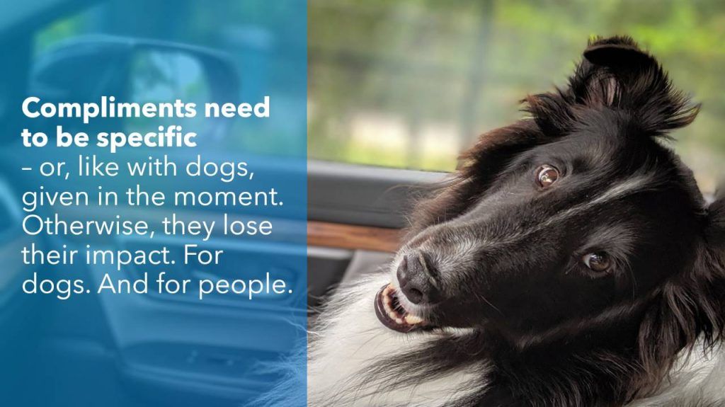 A happy black-and-white dog with its head tilted, sitting inside a car. On the left side of the image, a blue overlay contains the text: 'Compliments need to be specific – or, like with dogs, given in the moment. Otherwise, they lose their impact. For dogs. And for people.