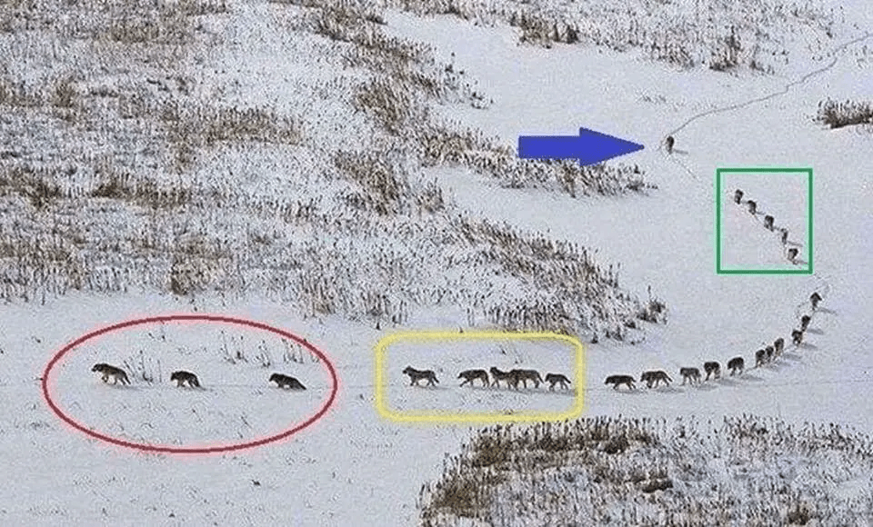 De tre foran (rød sirkel) er gamle og syke og setter tempoet for flokken. De neste fem (gul boks) er de sterkeste og beskytter fronten. Midten av flokken er beskyttet, mens de fem bak (grønn boks) også er blant de sterkeste og beskytter baksiden. Den siste ulven (blå pil) er LEDEREN, som sørger for at ingen blir etterlatt og fungerer som 'livvakt'.