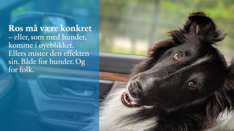 rosEn svart og hvit hund ser opp med hodet på skakke i en bil. Til venstre står teksten: 'Ros må være konkret – eller, som med hunder, komme i øyeblikket. Ellers mister den effekten sin. Både for hunder. Og for folk.' Bildet formidler viktigheten av å gi umiddelbar og presis tilbakemelding.