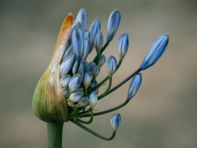 close up photo of blue flower