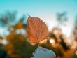 photo of person holding dry leaf