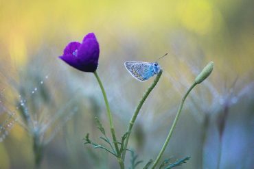 Kesäkuu on täällä!