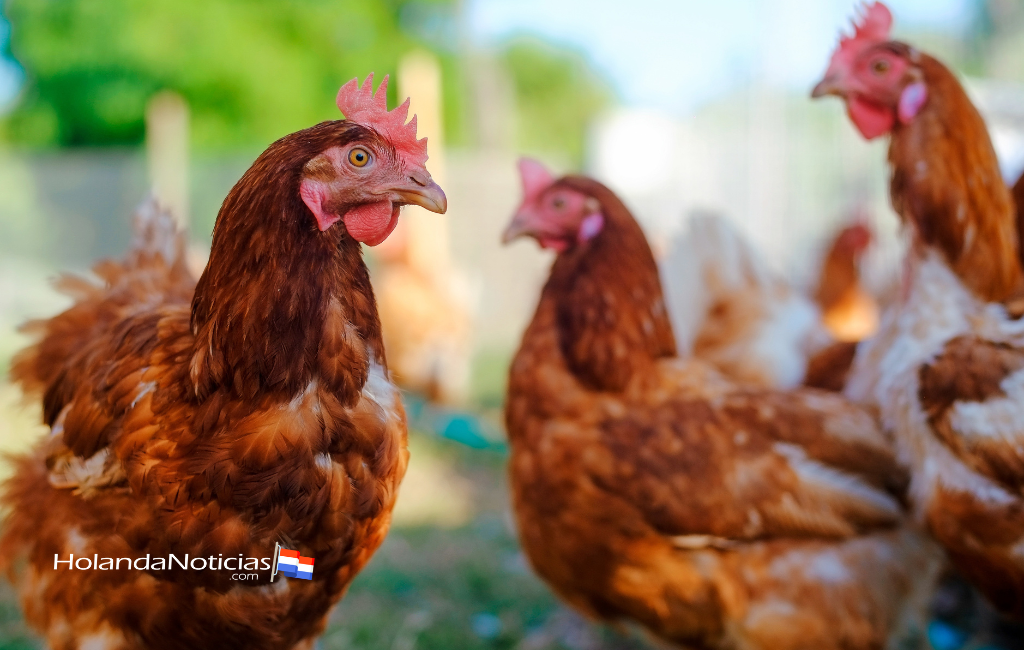A causa de la gripe aviar 620.000 pollos fueron sacrificados en los Países Bajos durante septiembre