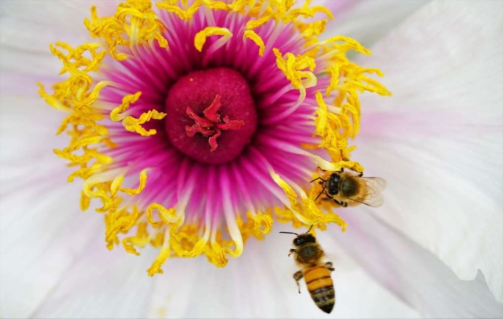Número récord de abejas contadas durante el Censo Nacional en los Países Bajos.
